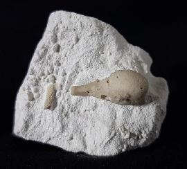 Sonstige - Seeigel - Stachel eines Tylocidaris baltica (SCHLÜTER 1892)